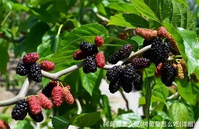 树葡萄怎么吃(树葡萄怎么吃(详细))