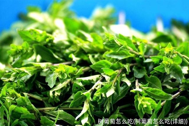 树葡萄怎么吃(树葡萄怎么吃(详细))