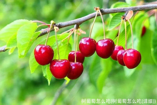 树葡萄怎么吃(树葡萄怎么吃(详细))