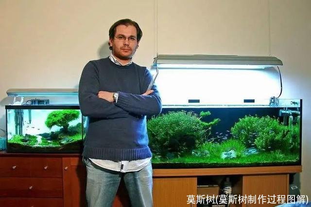 莫斯树(莫斯树制作过程图解)