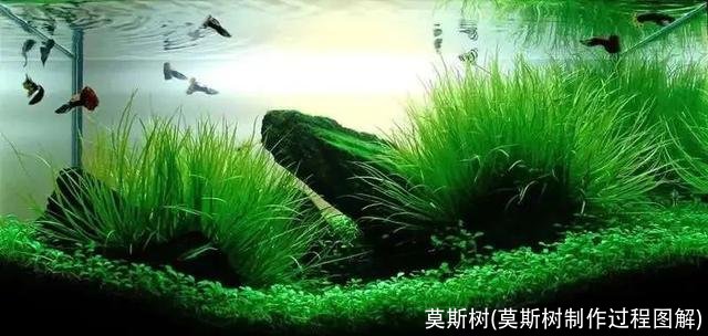 莫斯树(莫斯树制作过程图解)