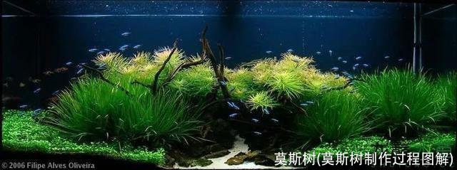 莫斯树(莫斯树制作过程图解)