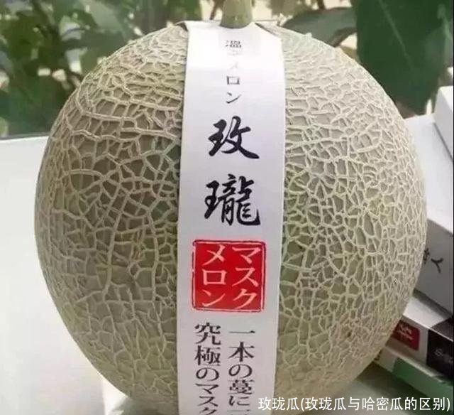 玫珑瓜(玫珑瓜与哈密瓜的区别)