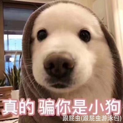 跟屁虫(跟屁虫游泳包)