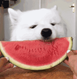 跟屁虫(跟屁虫游泳包)