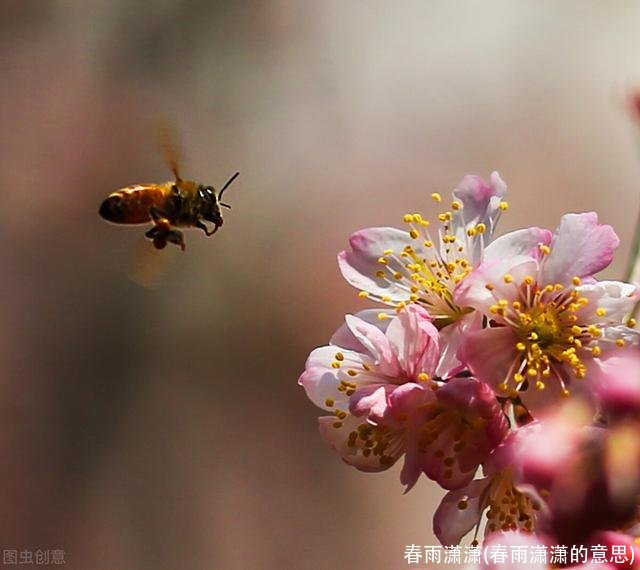 春雨潇潇(春雨潇潇的意思)