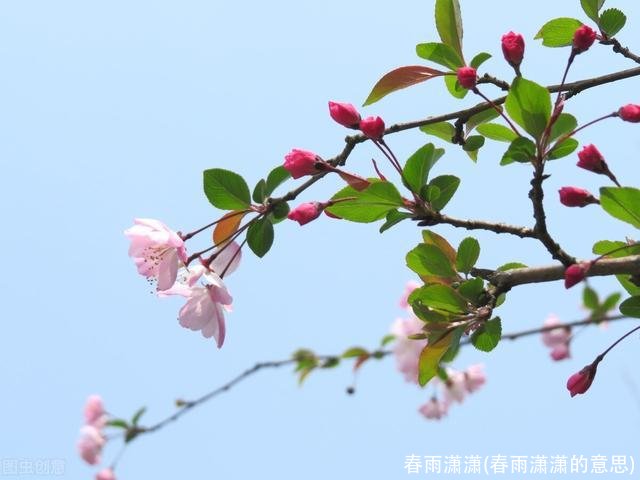 春雨潇潇(春雨潇潇的意思)