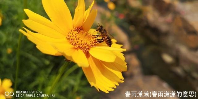 春雨潇潇(春雨潇潇的意思)