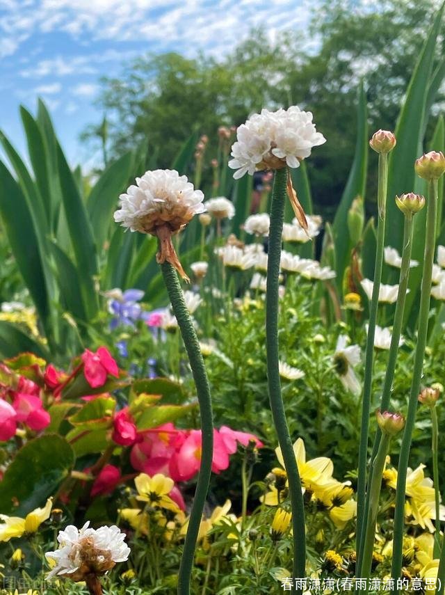 春雨潇潇(春雨潇潇的意思)