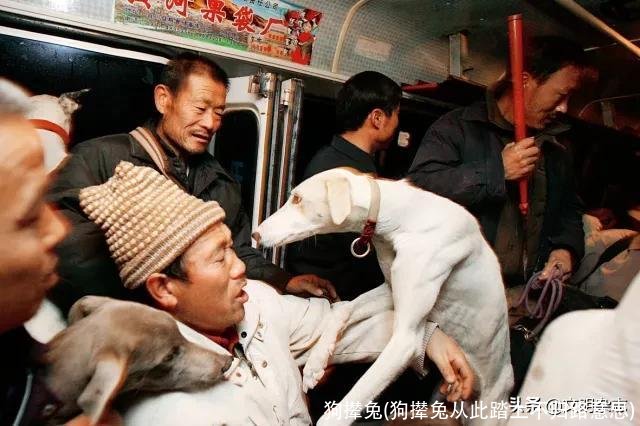 狗撵兔(狗撵兔从此踏上不归路意思)