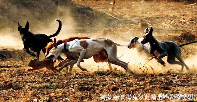 狗撵兔(狗撵兔从此踏上不归路意思)