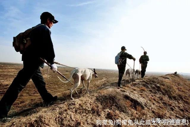 狗撵兔(狗撵兔从此踏上不归路意思)