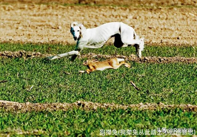 狗撵兔(狗撵兔从此踏上不归路意思)