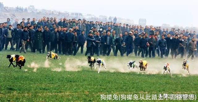 狗撵兔(狗撵兔从此踏上不归路意思)