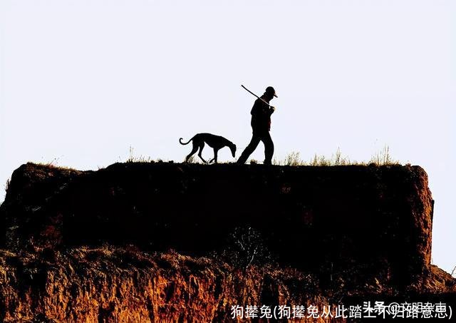 狗撵兔(狗撵兔从此踏上不归路意思)