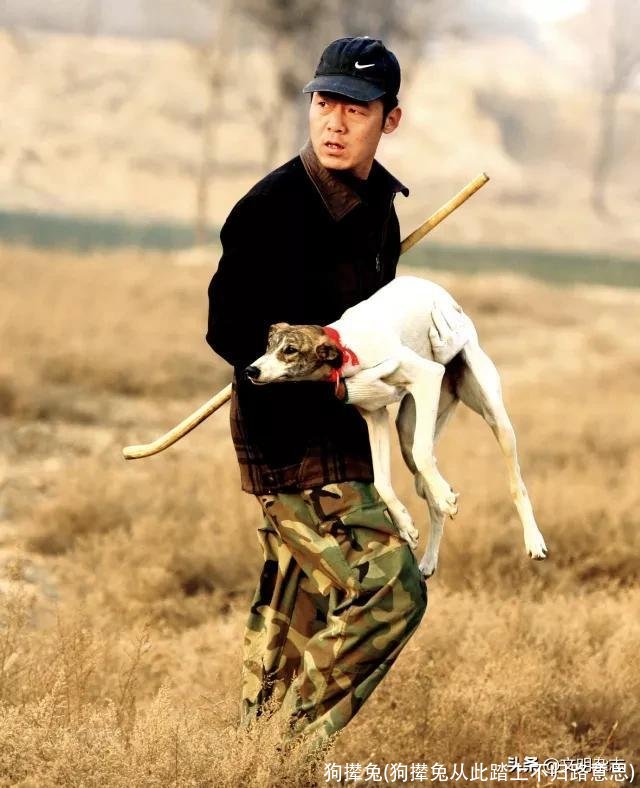 狗撵兔(狗撵兔从此踏上不归路意思)