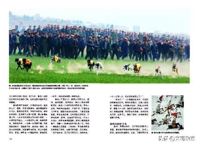 狗撵兔(狗撵兔从此踏上不归路意思)