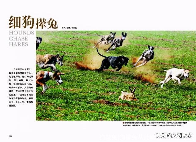 狗撵兔(狗撵兔从此踏上不归路意思)