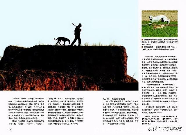 狗撵兔(狗撵兔从此踏上不归路意思)