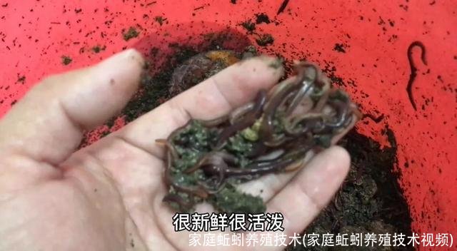 家庭蚯蚓养殖技术(家庭蚯蚓养殖技术视频)