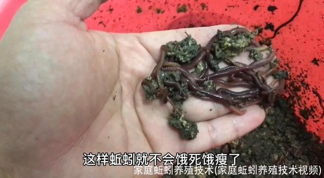家庭蚯蚓养殖技术(家庭蚯蚓养殖技术视频)