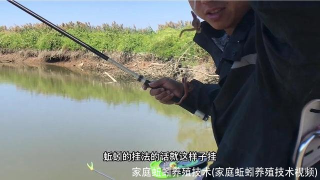 家庭蚯蚓养殖技术(家庭蚯蚓养殖技术视频)