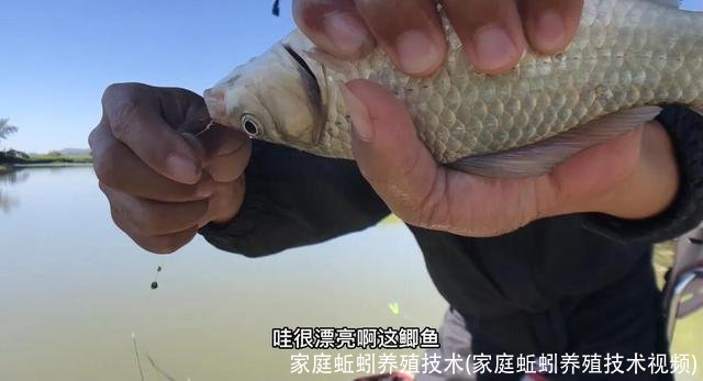 家庭蚯蚓养殖技术(家庭蚯蚓养殖技术视频)