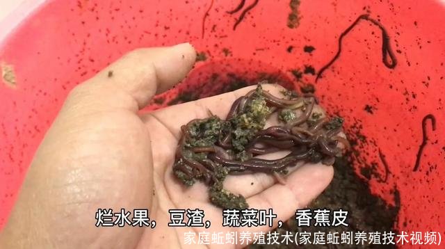 家庭蚯蚓养殖技术(家庭蚯蚓养殖技术视频)