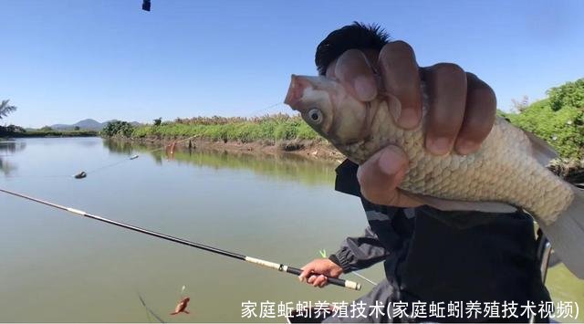 家庭蚯蚓养殖技术(家庭蚯蚓养殖技术视频)