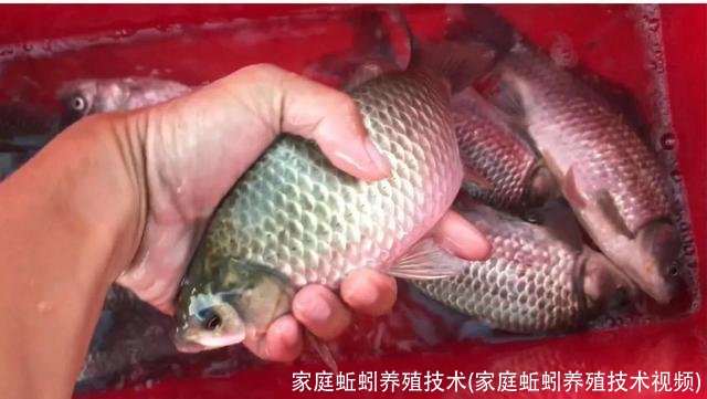 家庭蚯蚓养殖技术(家庭蚯蚓养殖技术视频)