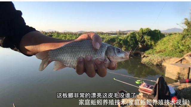 家庭蚯蚓养殖技术(家庭蚯蚓养殖技术视频)