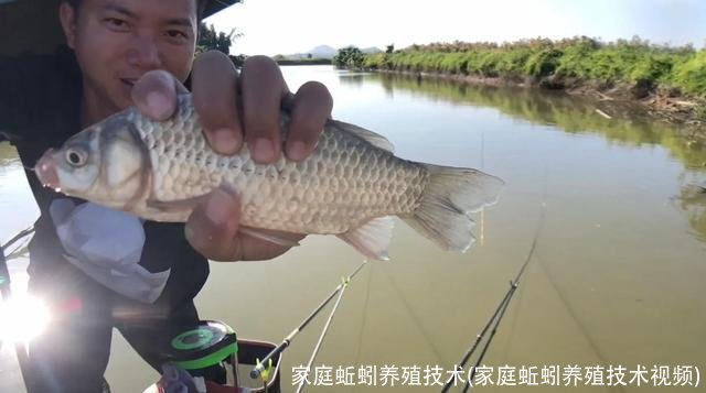 家庭蚯蚓养殖技术(家庭蚯蚓养殖技术视频)