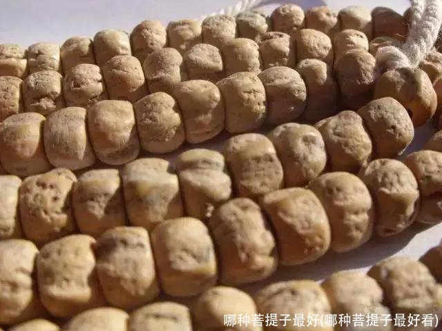 哪种菩提子最好(哪种菩提子最好看)