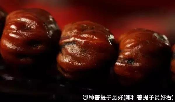 哪种菩提子最好(哪种菩提子最好看)