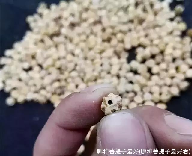 哪种菩提子最好(哪种菩提子最好看)