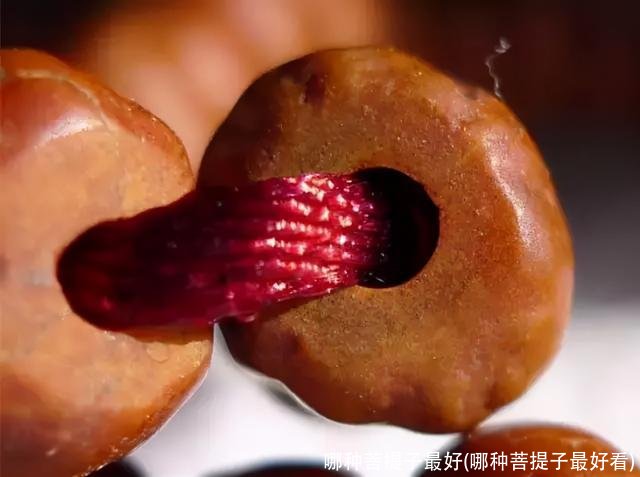 哪种菩提子最好(哪种菩提子最好看)