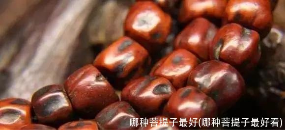哪种菩提子最好(哪种菩提子最好看)