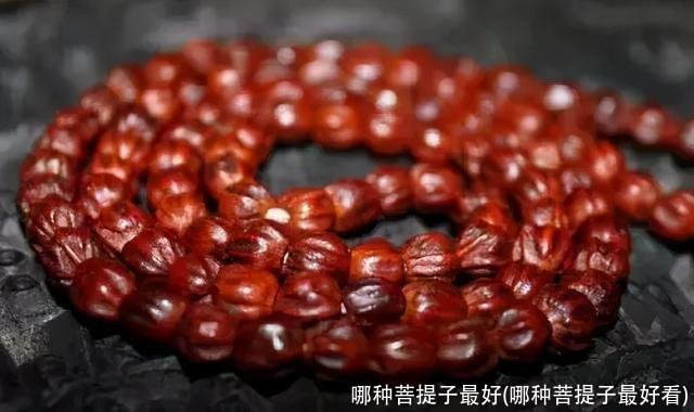 哪种菩提子最好(哪种菩提子最好看)