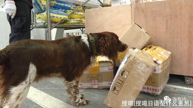 搜噶(搜噶日语是什么意思)