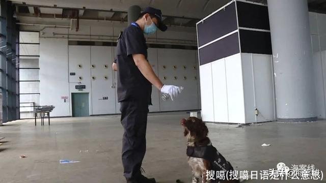 搜噶(搜噶日语是什么意思)