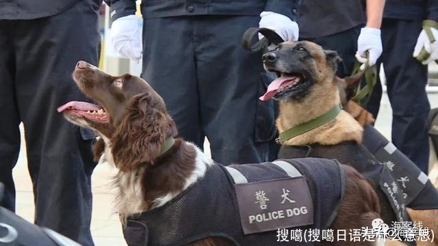 搜噶(搜噶日语是什么意思)