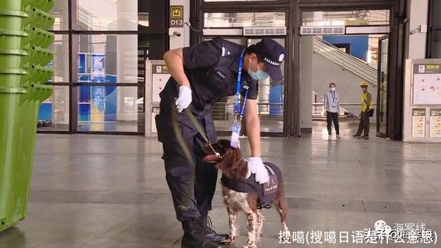 搜噶(搜噶日语是什么意思)