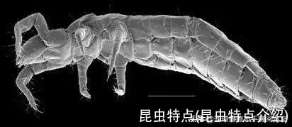 昆虫特点(昆虫特点介绍)