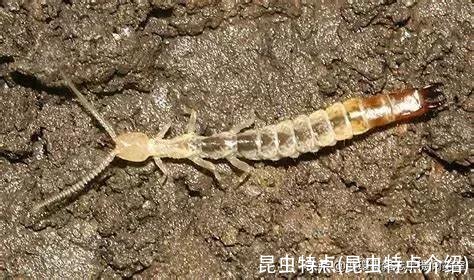 昆虫特点(昆虫特点介绍)