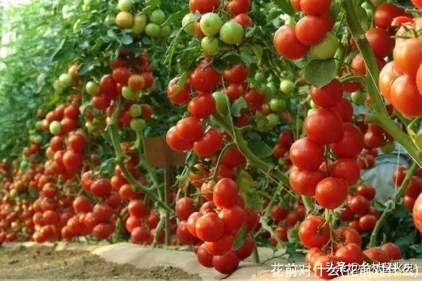 花前对什么(花前对什么)