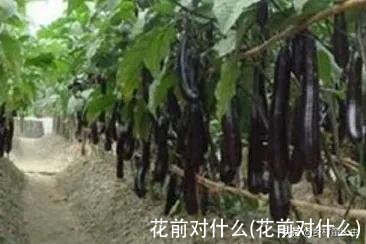 花前对什么(花前对什么)