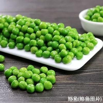 鮥鱼(鮥鱼图片)