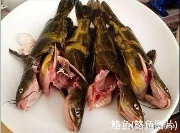 鮥鱼(鮥鱼图片)