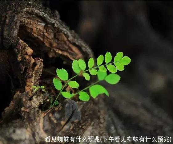 看见蜘蛛有什么预兆(下午看见蜘蛛有什么预兆)