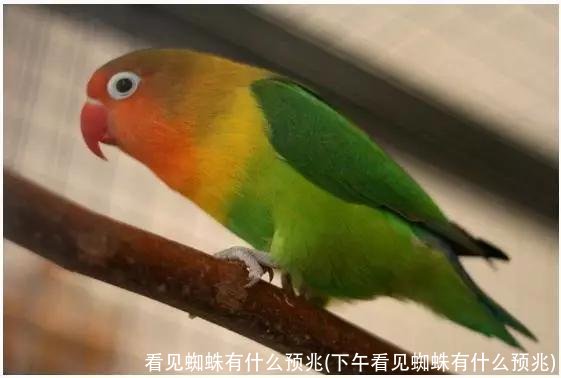 看见蜘蛛有什么预兆(下午看见蜘蛛有什么预兆)